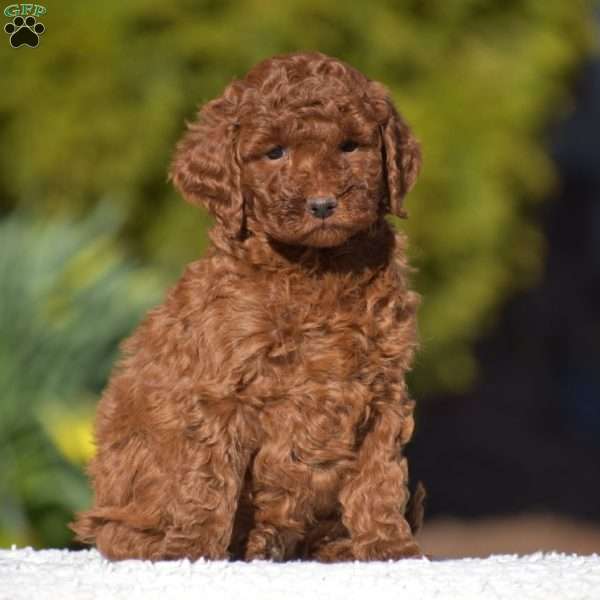 Katie, Miniature Poodle Puppy